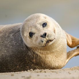 Seal claps with front fins by Anne Ponsen