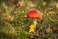 Vliegenzwam in de herfst