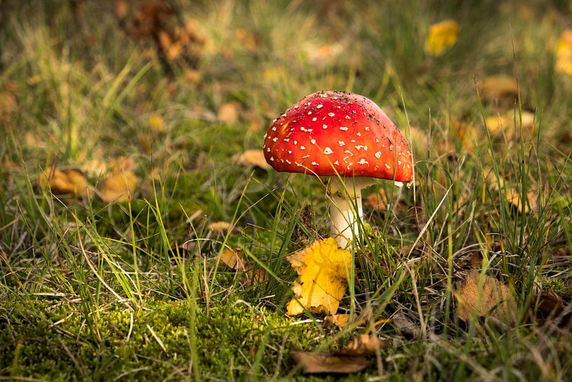 Vliegenzwam in de herfst van Mario Lere