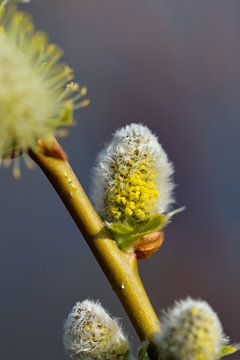 Kätzchen im frühen Frühling