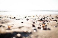 Shells on the beach by Christel Verschuren thumbnail