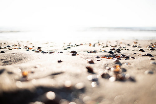 Muscheln am Strand