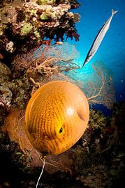 balloon fish by Dray van Beeck