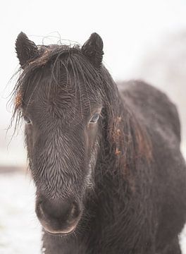 portrait d'un poney sur Tania Perneel