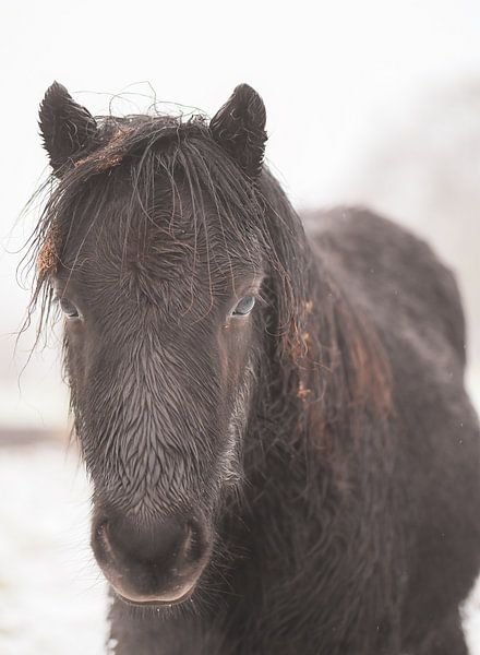 portrait of a pony by Tania Perneel