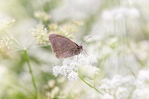 Bécasseau brun papillon sur le persil de vache en fleur sur KB Design & Photography (Karen Brouwer)