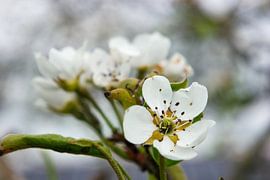 Weiße Blüte von Double u photography