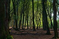 Zonlicht door het bos in herfstkleuren op de Veluwe van Henk van Dijk thumbnail