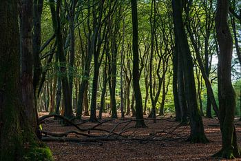 Zonlicht door het bos in herfstkleuren op de Veluwe