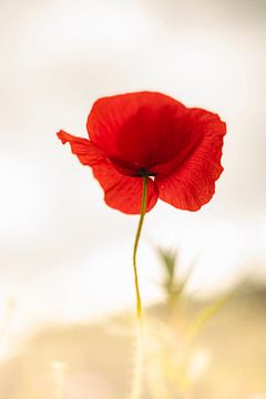 Vintage poppy by Winanda Winters