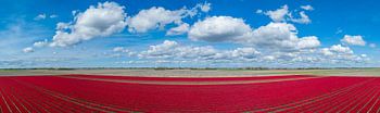 Tulpenveld panorama van bovenaf gezien