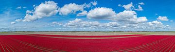 Tulpenveld panorama van bovenaf gezien van Sjoerd van der Wal Fotografie