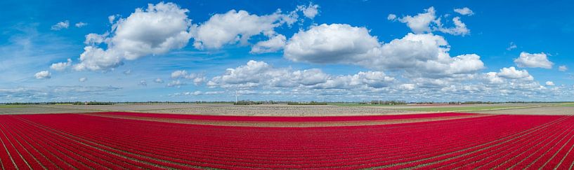 Tulips field panorama seen from above by Sjoerd van der Wal Photography