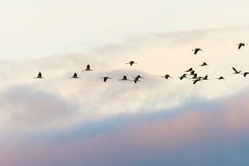 Kraanvogelvlucht