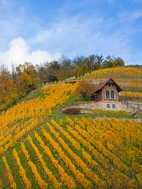 Freyburg (Unstrut) - Weinberg im Herbst