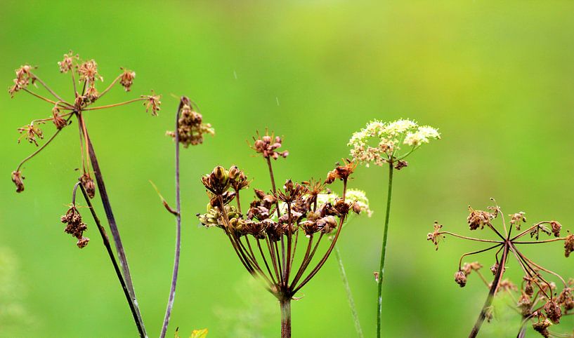 Rustgevende Natuur by DMshoot .