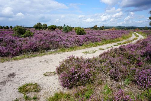 Cart track through the heather