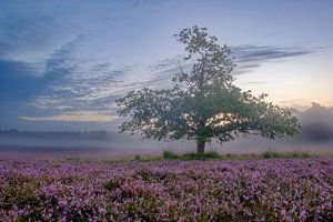 Blühende Heidekrautpflanzen in einer Heidelandschaft bei Sonnenaufgang
