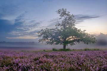 Bloeiende heideplanten in heidelandschap tijdens zonsopgang