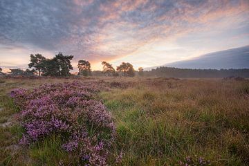 Groote Heide sur Joep de Groot