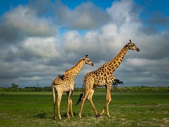 Giraf met jong in Moremi NP