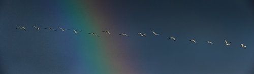 quelque part au-delà de l'arc-en-ciel ...