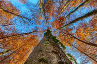 Blick nach oben im Herbstwald von Uwe Ulrich Grün Miniaturansicht
