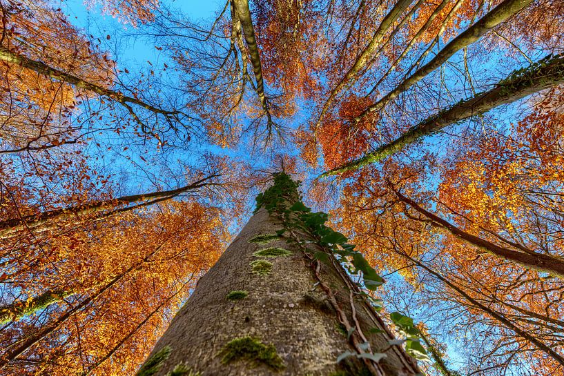 Zicht naar boven in het herfstbos van Uwe Ulrich Grün