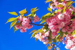 Kirschblüte blauer Himmel