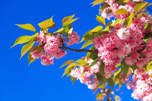 Cherry blossom blue sky by Dennis van de Water