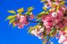 Kirschblüte blauer Himmel von Dennis van de Water