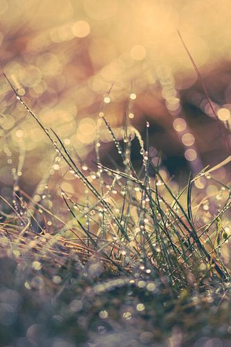 Reflecterend zomers ochtend dauw