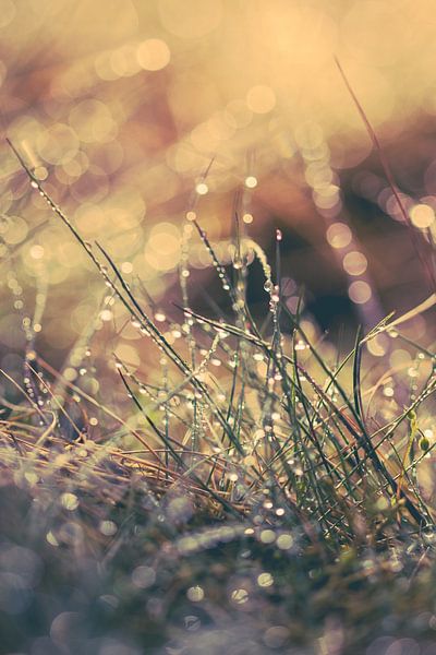 Reflecterend zomers ochtend dauw by Robert Wiggers