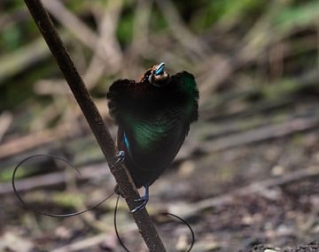 Bird of paradise poses to potential mate by Arie Arie de Gier