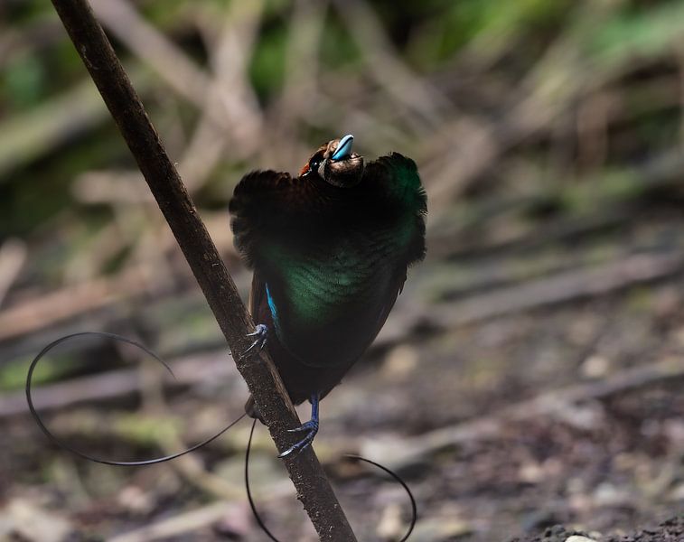 L'oiseau de paradis pose à son partenaire potentiel par Arie Arie de Gier