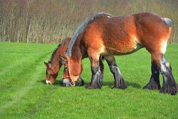 Zeeland by Sjaak Verherbrugge