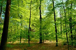 Lumière du soleil dans une forêt printanière