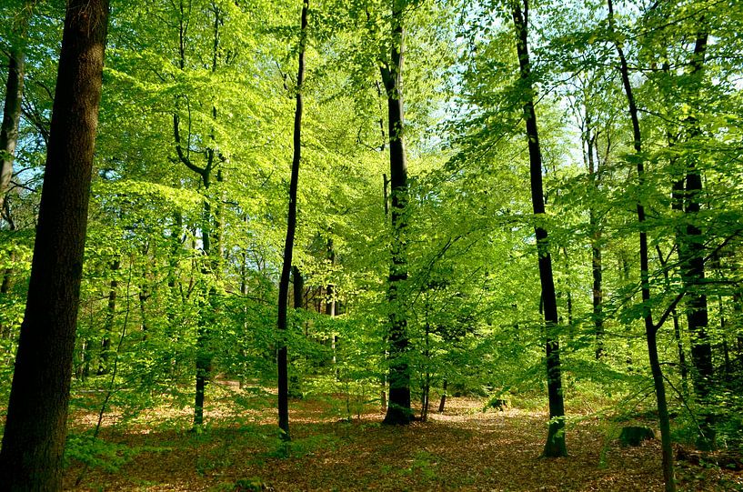 Zonlicht in een lentebos van Corinne Welp