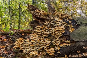 Village de champignons sur une belle souche d'arbre mort. sur Els Oomis