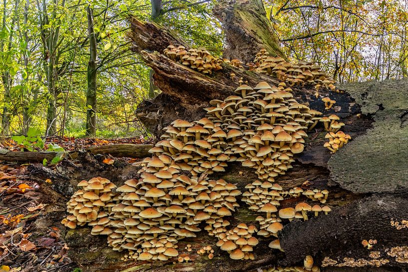 Village de champignons sur une belle souche d'arbre mort. par Els Oomis