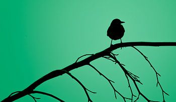 Amsel abstrakt auf grün