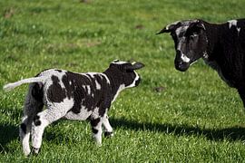 La sensation ultime du printemps sur Maico.O