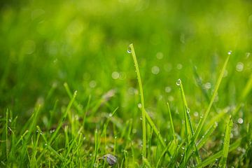 Druppels op gras van Sebastiaan Bosveld