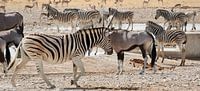 Safari Dieren in Namibië