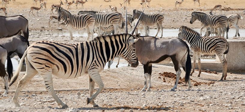 Safari Animals in Namibia by Thomas Marx