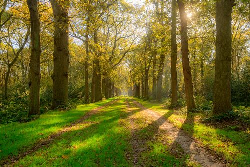 Chemin à travers une forêt de hêtres avec des feuilles brunes sur la forêt