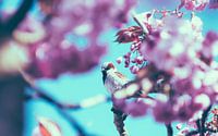 Der Spatz zwischen den Kirschblüten Nr. 1 von Alex Hamstra Miniaturansicht