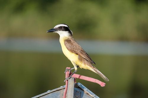 Grote kiskadie in de Pantanal