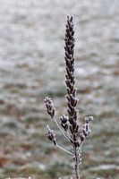 Frozen plant