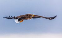 White tailed sea eagle